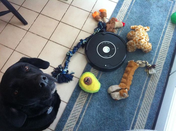 People Are Sharing Their Funniest Roomba Fails (35 Pics)